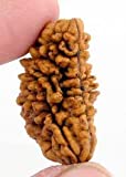 9STARS 1 Mukhi (One Face) Nepal Rudraksha Spritual Natural Lab Certified Beed with Lord Shiva Blessing