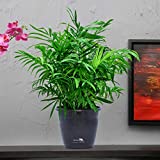 Nurturing Green Air purifying NASA recommended Chamaedorea Palm Plant in Black Pot for home (Live Indoor Dwarf Areca Palm Plant with pot for living room, bedroom, office, table top etc)